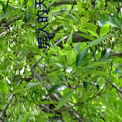 男人的天堂好色鬼(鬼)