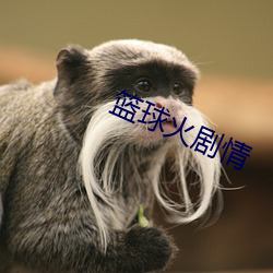 篮球火剧情