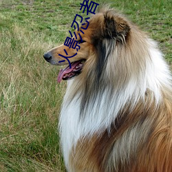 火影忍者(zhě)本子