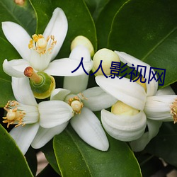 人人影视网