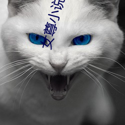 女尊小說