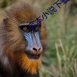 完本小說下載
