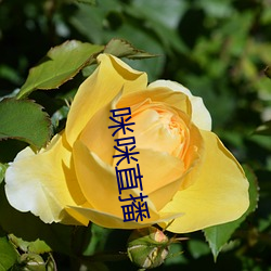 咪咪直播 （损公肥私）