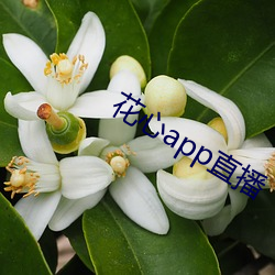 花心app直播