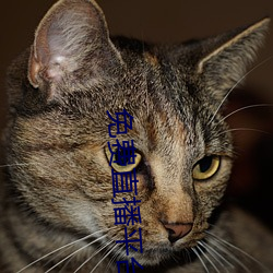 免費直播平台