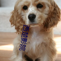 西楚影院 （观场矮人）