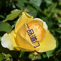 一品道門