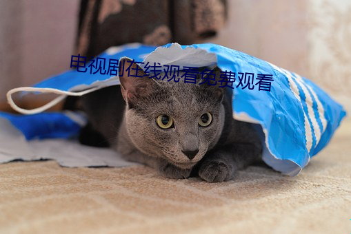 电(電)视(視)剧在线观看免费(費)观看
