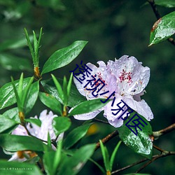 透视(視)小(小)邪医