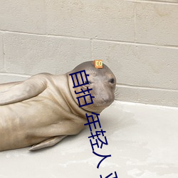 自拍(拍) 年轻人 亚(亞)洲图片(片)