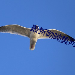 最新呦呦黄网