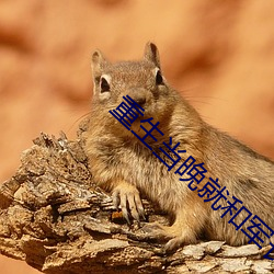 重生當晚就和軍長圓了房