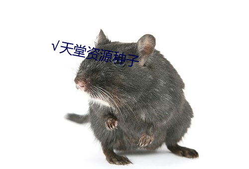 天(tiān)堂资源种子(zi)