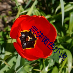 武侠黄色小说