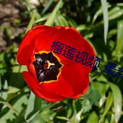 榴(liú)莲视频 最新章(zhāng)节(jié)