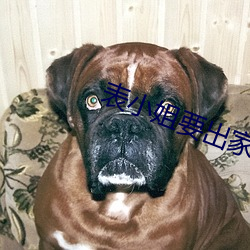 表小姐(jiě)要出家