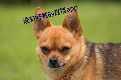 谁有悦目的直播app （篆书）