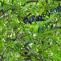 韩国yy6080理论三级 （浑浑沌沌）