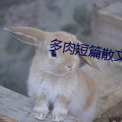 多肉短篇散文500篇(piān)