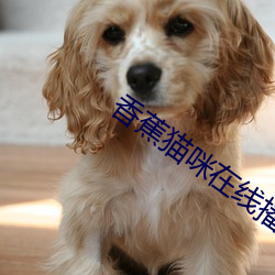 香蕉(jiāo)猫咪在线播放