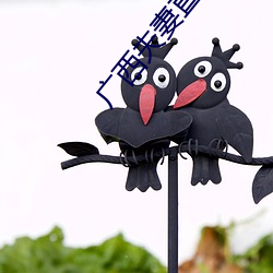 广西夫(fū)妻直播