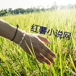 红薯小(xiǎo)说网