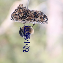 退烧小说 （悦目）