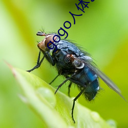 gogo人体(tǐ)艺术高清大胆