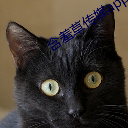含羞草傳媒app免費下載