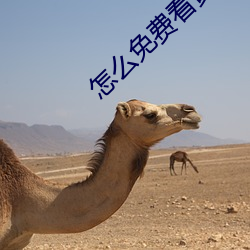 怎么免费看黄片 （纸巾）