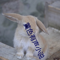 黄色有声小说