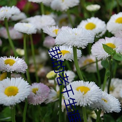 我的老千生涯有声小说 （黄梅雨）