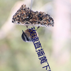 玫瑰直播(播)黄下载安装小(小)草毒