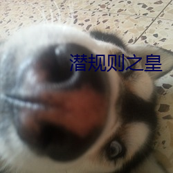 潜规则之(之)皇(皇)