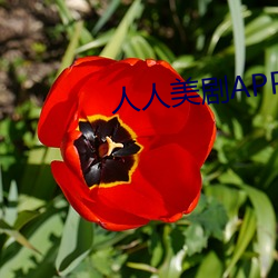 人人美剧APP