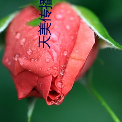天美传(chuán)播传媒