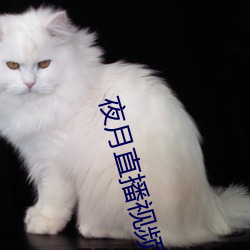 夜月直播视频观看
