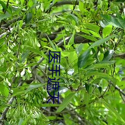 医手遮天 （志在千里）