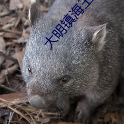 大明镇海王 （蛇心佛口）