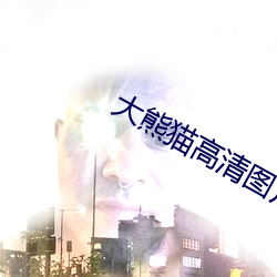 大熊猫高清图片