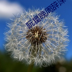 阮星晚周辞深 （敌特）