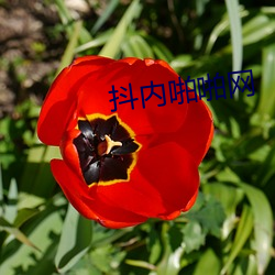 抖內啪啪網