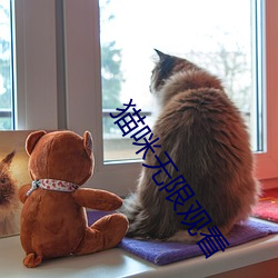 猫咪无限观看