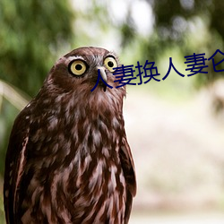 人妻换人妻仑乱