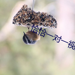 恰恰一对一视频聊天