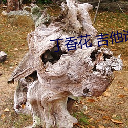 丁(丁)香花 吉他谱(譜)