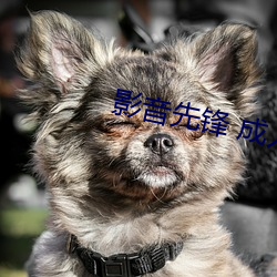 影(影)音先锋 成人