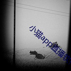 小猫app直播软件