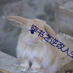 穿(穿)书之逆(逆)改人生(生)