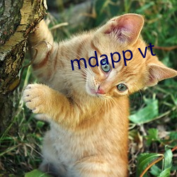 mdapp vt